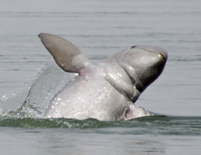 Irrawaddy dolphin in the Mekong River near Kratie
