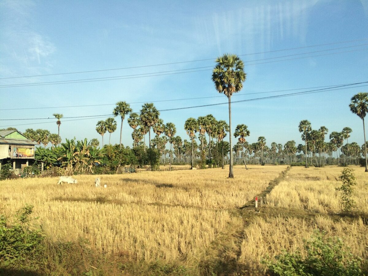 Rice fields and sugar palms in the Cambodian countryside